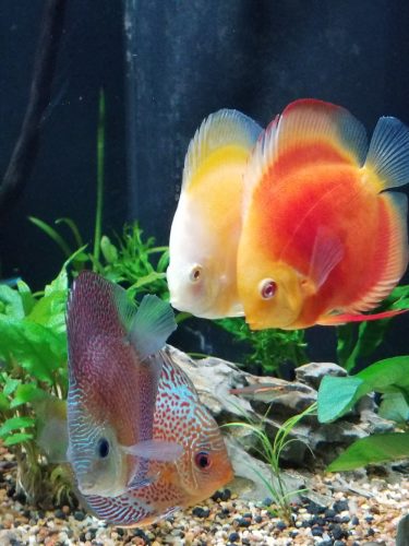 Albino Red Golden Melon Discus photo review