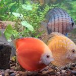 Orange Melon Discus photo review