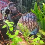 Orange Melon Discus photo review