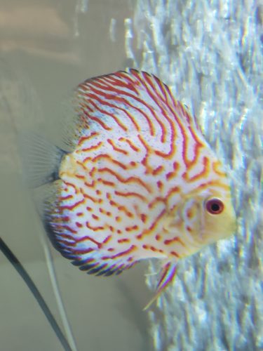Golden Leopard Discus, Light Base photo review