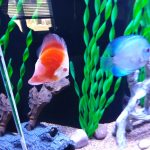Albino Red Cover Discus photo review