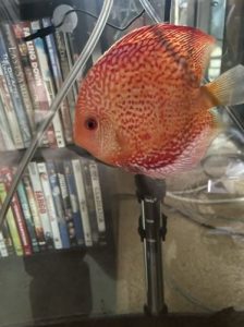 Albino Snakeskin Discus photo review
