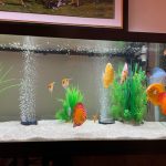Golden Melon Throwback Discus photo review