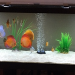 Golden Melon Throwback Discus photo review