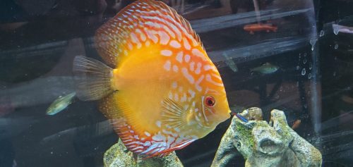 Golden Melon Throwback Discus photo review