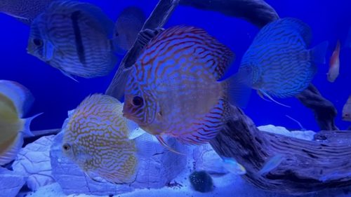 Royal Flora Discus, Yellow Base photo review