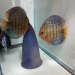 German Red Turquoise Discus, Proven Breeding Pair photo review