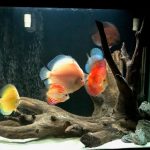 Snow White Discus photo review
