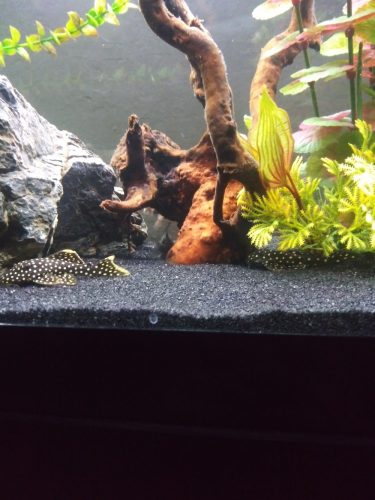 Gold Nugget Plecostomus photo review