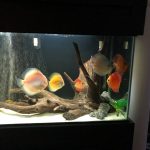 Snow White Discus photo review