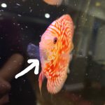 Red Eagle Discus, Honeycomb Pattern photo review
