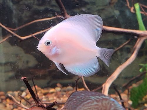 Snow White Discus photo review