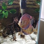 Mosaic Turquoise Discus, Proven Breeding Pair photo review