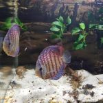 Mosaic Turquoise Discus, Proven Breeding Pair photo review