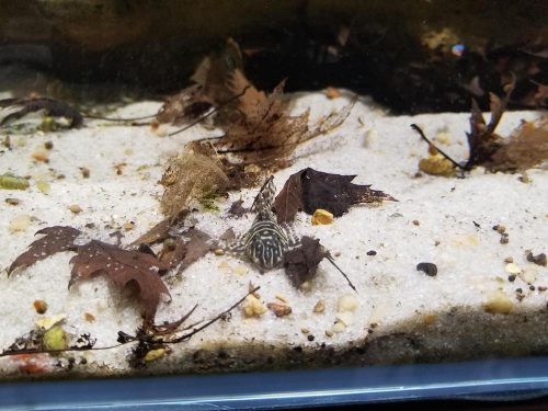 Colombian Zebra L129 Plecostomus photo review
