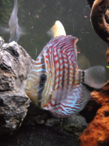 Striated Blue Heckel Cross Discus photo review