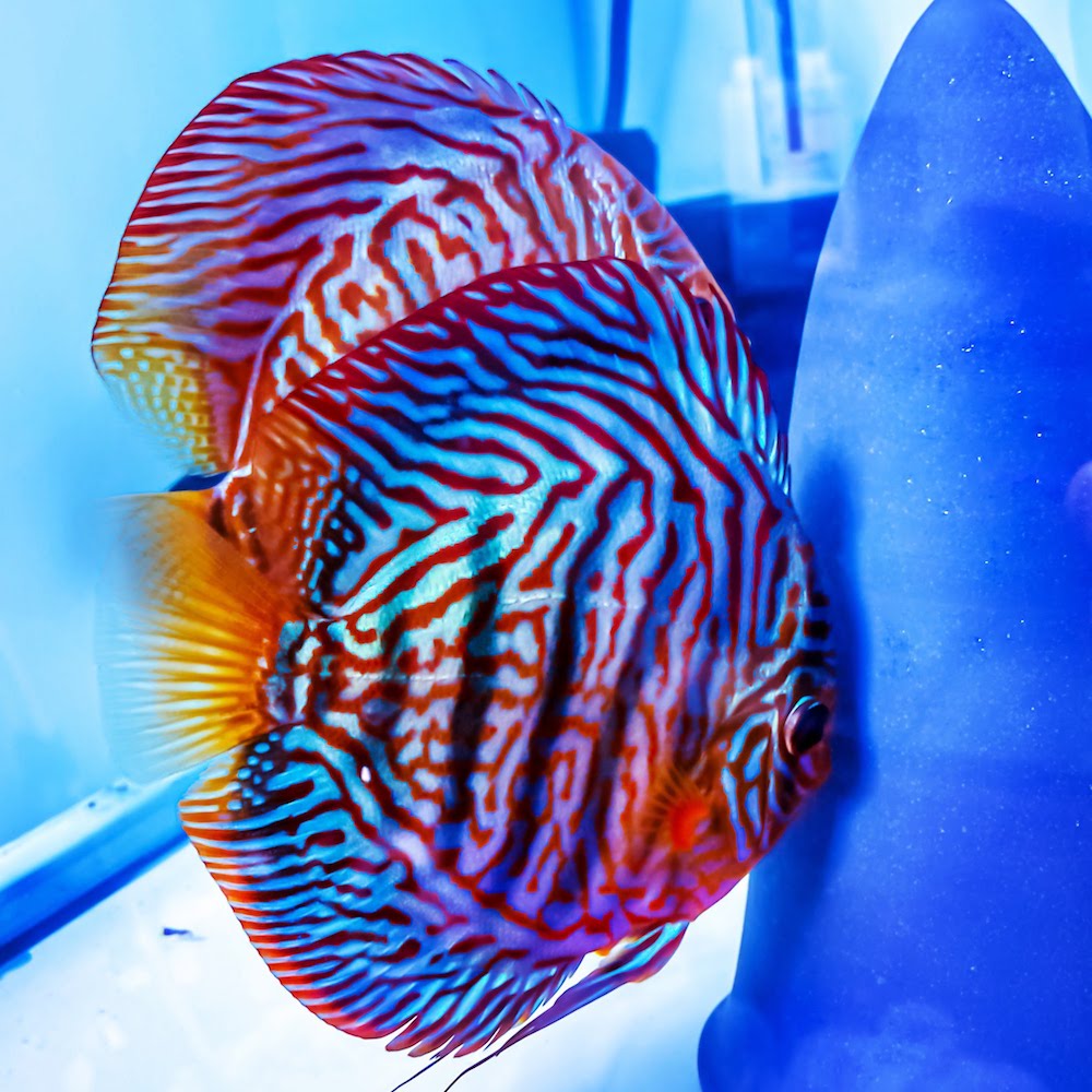 German Red Turquoise Discus, Proven Breeding Pair