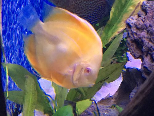 Golden Lollipop Discus photo review
