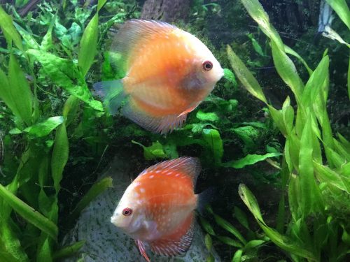 Golden Melon Throwback Discus photo review