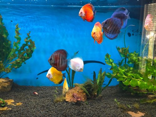 Rose Red Discus, Dark Base photo review