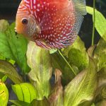 Super Pigeon Snakeskin Discus, Yellow Base photo review