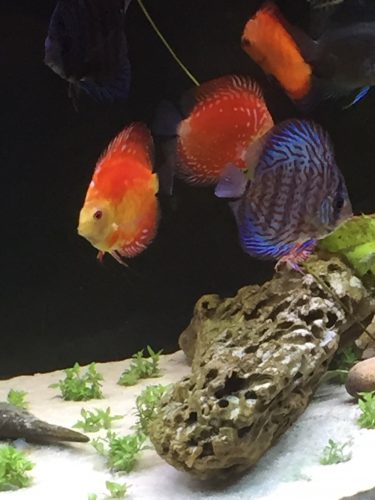 Golden Melon Throwback Discus photo review