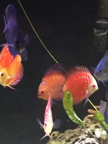 Pearl Pigeon Snakeskin Discus photo review