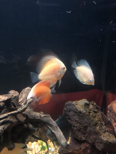 Snow White Discus photo review