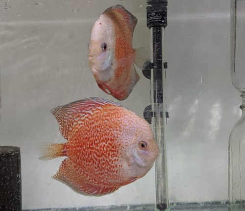 Valentine Discus, Proven Breeding Pair photo review
