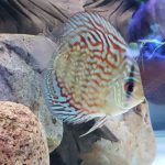 Brilliant Blue Turquoise Discus, Green Base photo review