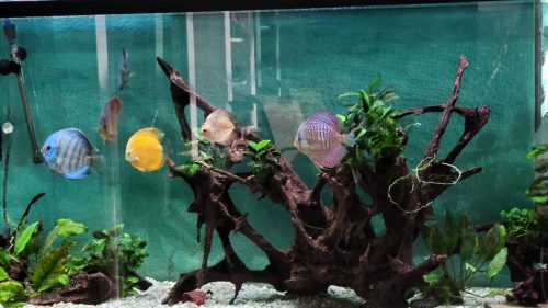 Blue Leopard Discus, Orange Base photo review