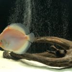 Snow White Discus photo review