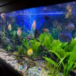 Ocean Green Snakeskin Discus photo review