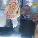 Brilliant Blue Turquoise Discus, Green Base photo review