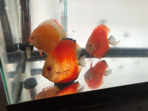 Golden Lollipop Discus photo review