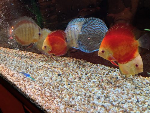 Fiamma Rossa Discus photo review