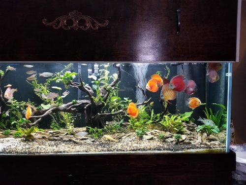 High Bodied Crimson Star Alenquer Discus photo review