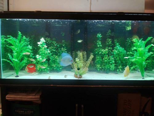 High Bodied Blue Diamond Discus With Deep Blue Gene photo review