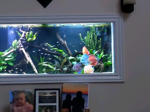 Golden Pigeon Leopard Discus, White Base photo review