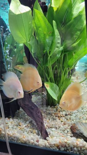 Striated Albino Platinum Discus photo review