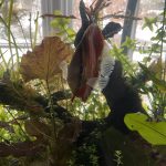 High Bodied Crimson Star Alenquer Discus photo review