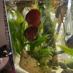 High Bodied Crimson Star Alenquer Discus photo review