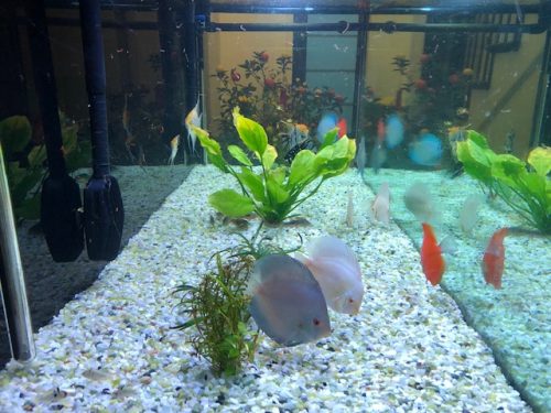Albino Platinum Discus photo review