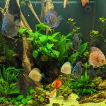 Albino Pearl Diamond Discus, Dark Base photo review