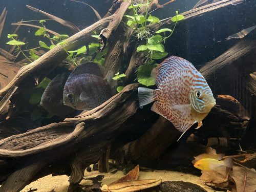 Blue Leopard Discus, Orange Base photo review