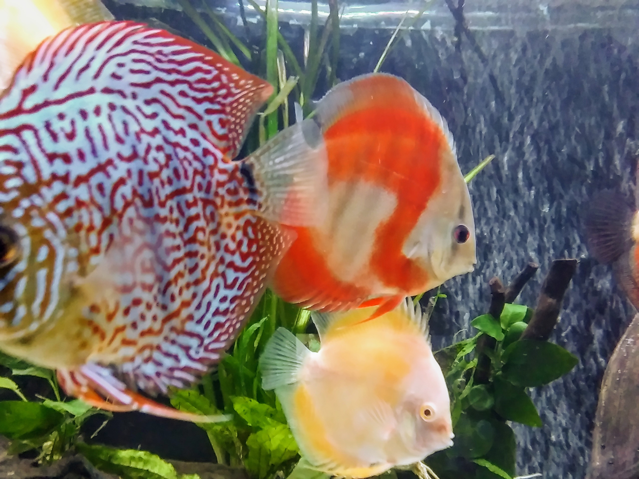 Classic San Merah Discus