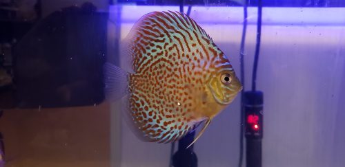 Classic Red Leopard Discus photo review
