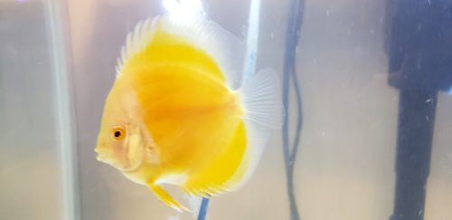 Golden Lollipop Discus photo review