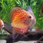 Red Eagle Discus, Wide Pattern photo review