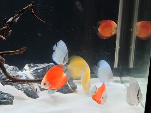 Golden Melon Throwback Discus photo review